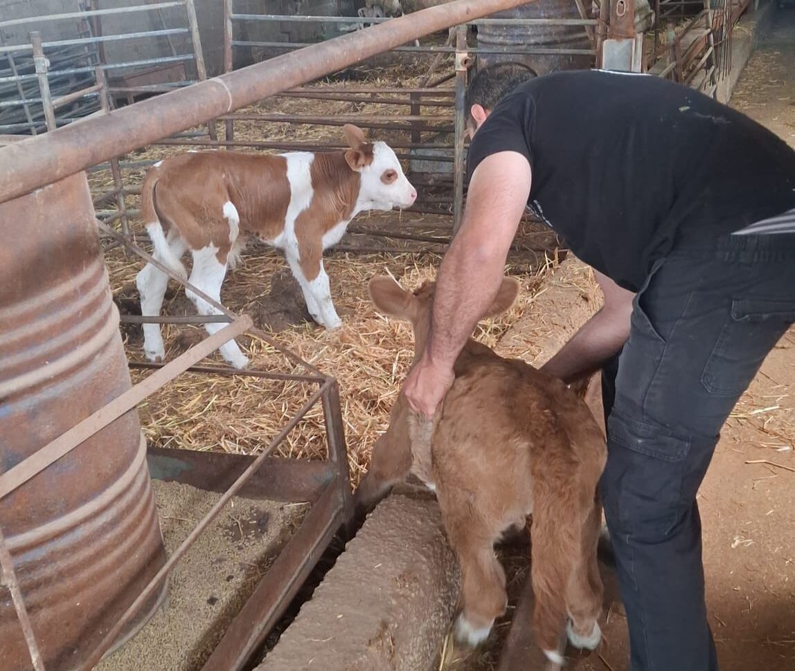Suspect Arrested for Stealing Calves from North Farms