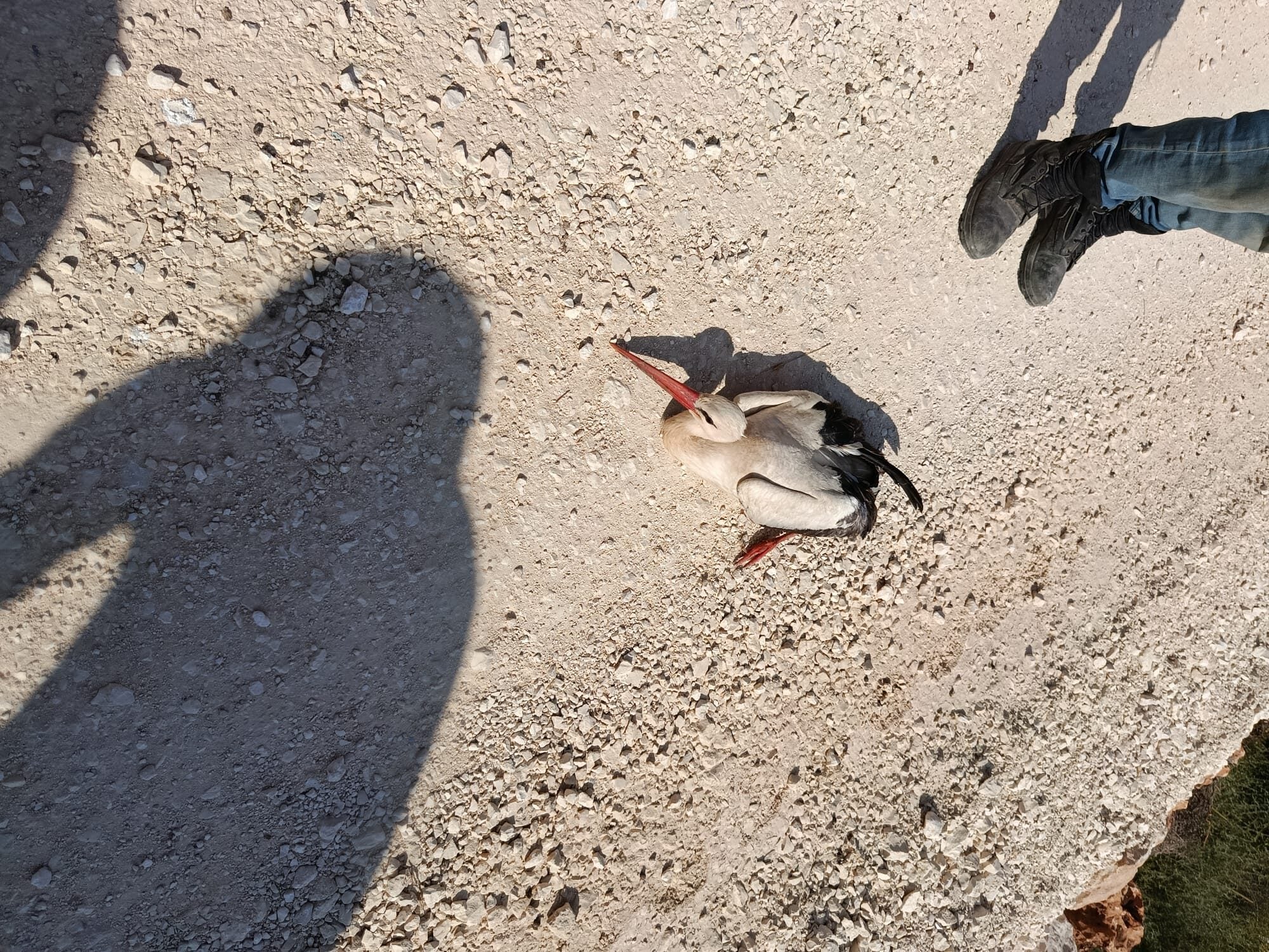 Stork Injured at Illegal Arab Dump Rescued by Israelis