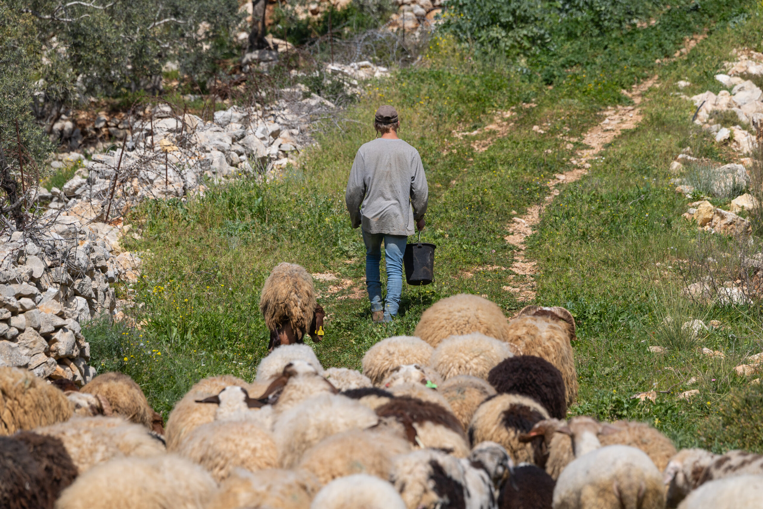Samaria Arabs Steal Flock, Attack Farmers