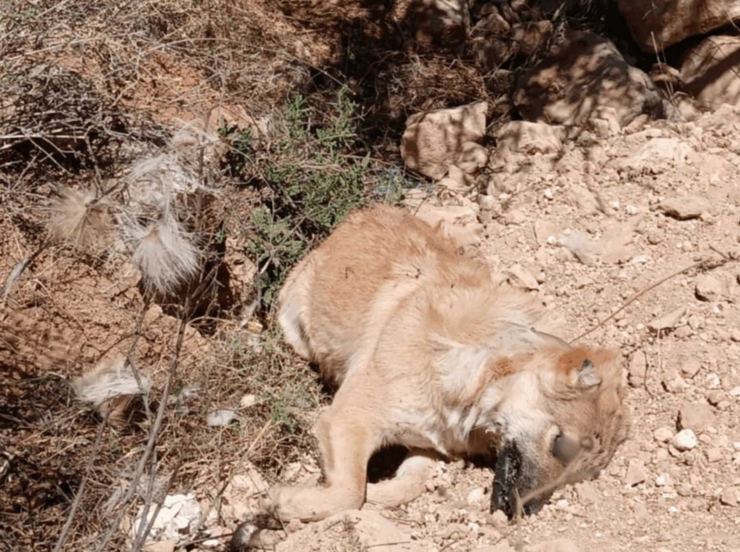 Police Probe Poisoning Attack on Grazing Lands