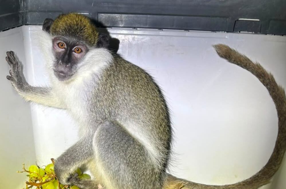 Monkey Rescued from Illegal Captivity in Jericho