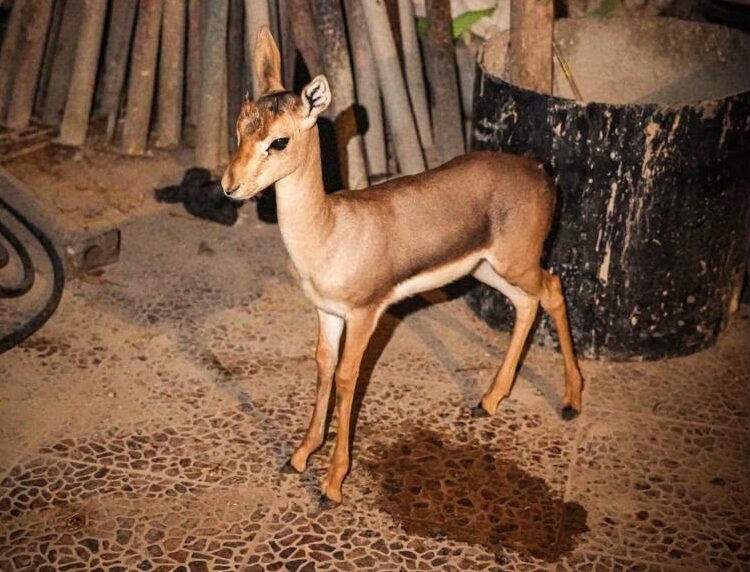 Border Police Save Endangered Fawn From Poachers