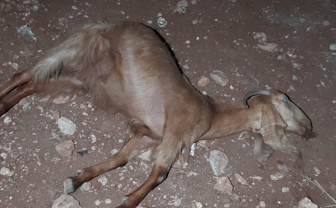 Terrorists Poison Herd, Attack Rescuers in Binyamin Region