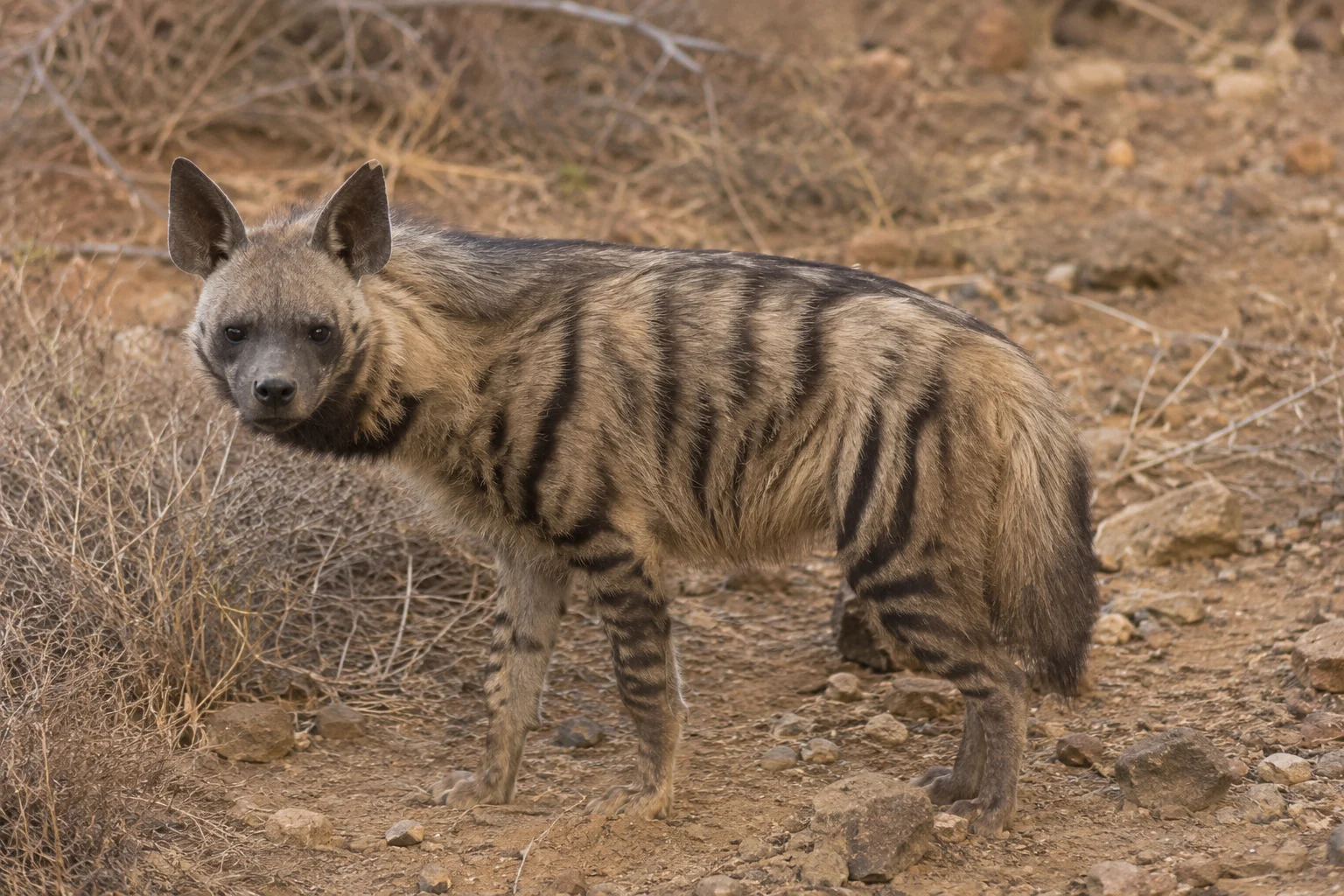 Muslims Trap Hyena Near Jerusalem, Then Stone It to Death