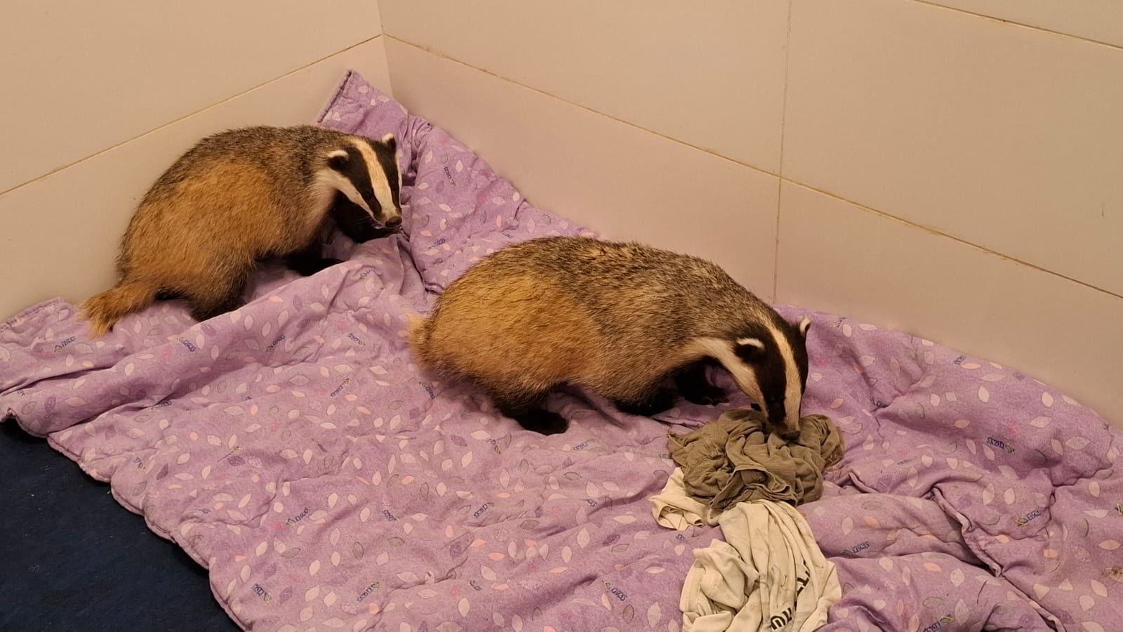 Police Rescue Gazelles and Badgers from Muslim Village